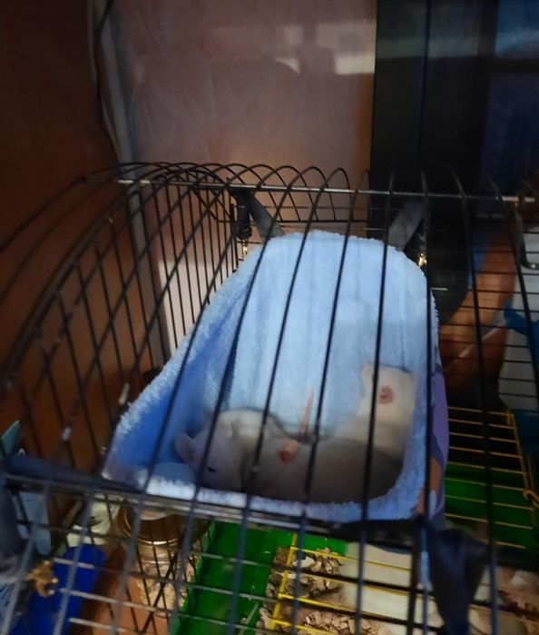 Гамачки для гризунів, щурів.