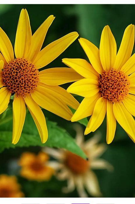 Геліопсис соняшниковий