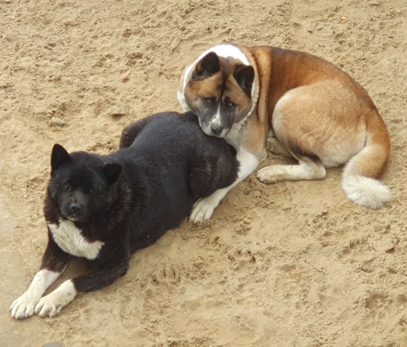 Akita Amerykańska Okazja