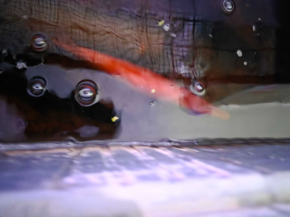 Gar spatula golden albino
