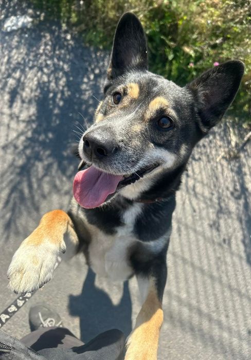 Kubuś lat 4 to młody, skrzywdzony przez los psiak. Chętnie wychodzi na