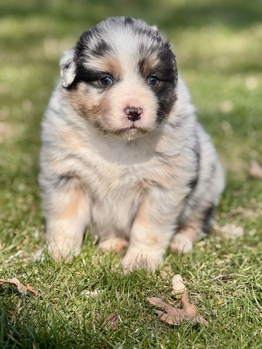 Owczarek Australijski, Aussie , piesek ZKwP