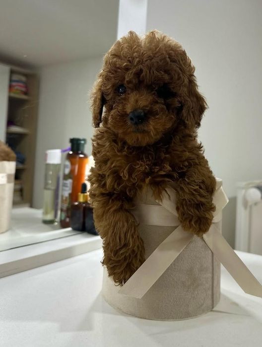 Найкращій хлопець той пудель,