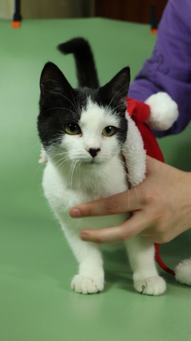 Киця, котеня 5 місяців, кошка, котики, котёнок, котята з притулку