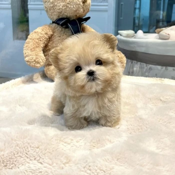 Міні мальтипу – ніжність у 2 кг