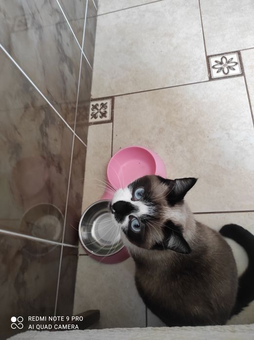 Отдам кошечку стерилизованную, очень умная и чистоплотная!