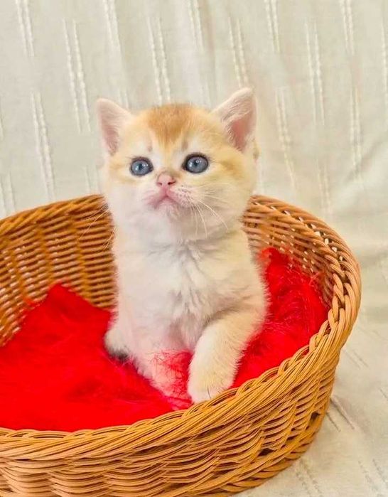 Шотландские котята (ЗОЛОТАЯ ШИНШИЛЛА)