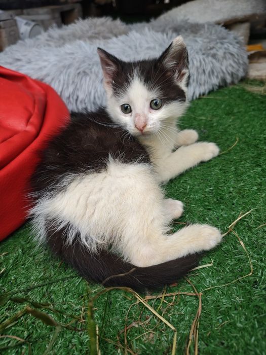 Kocięta szukają domów