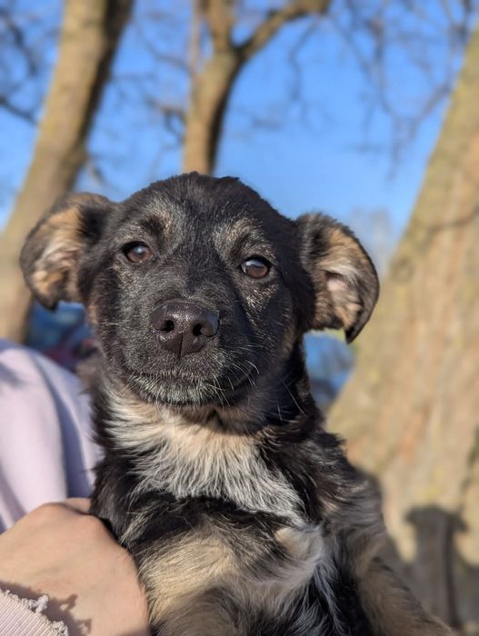 Młoda, 3-miesieczna Różyczka szuka domu