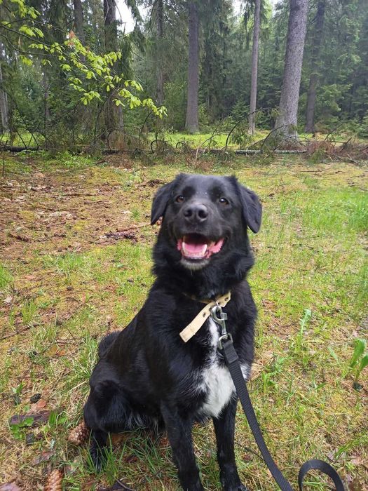 Spiner - od 6 lat w schronisku