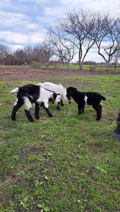 Козочка коза козенята