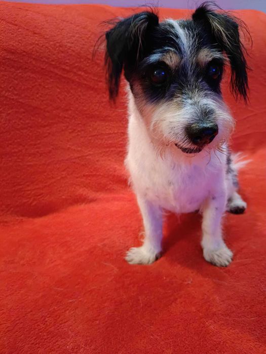 Dżekuś poleca się do adopcji