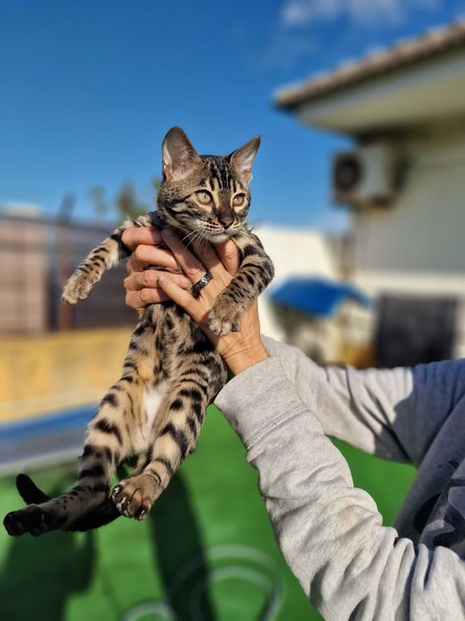 Charcoral Gatinho de bengala (fêmea)