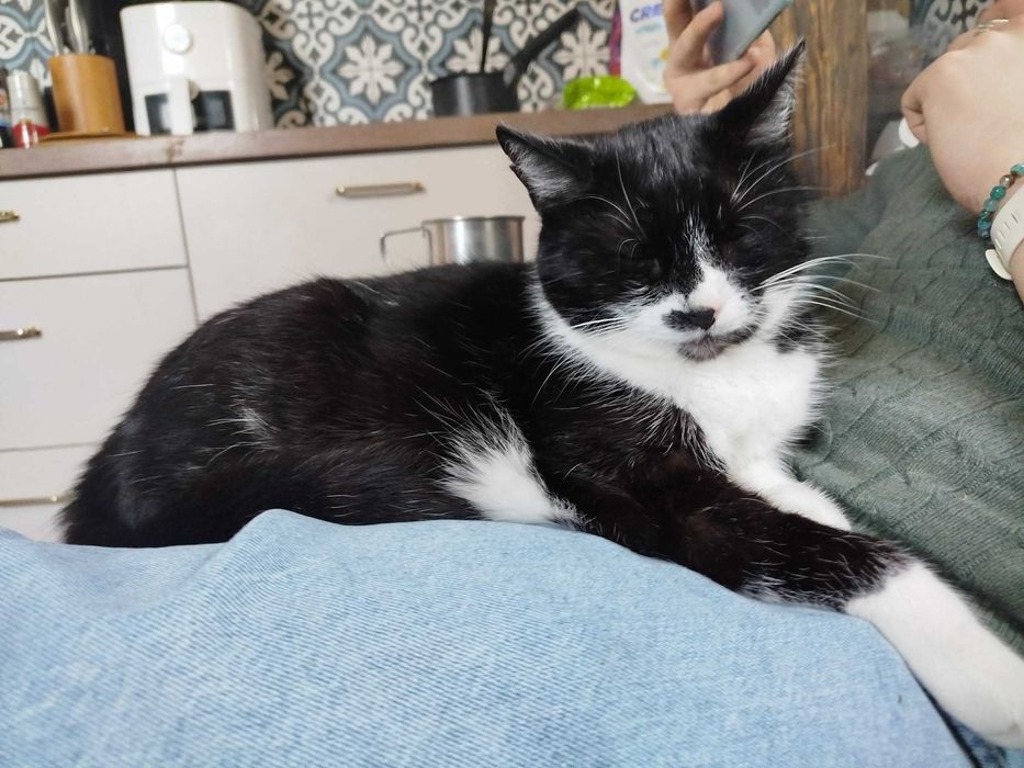 cudowna przyjazna kicia do oddania