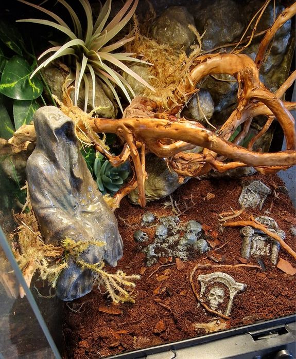 Exo terra 30x30x30 terrarium bioaktywne ptasznik modliszka gekon drzew