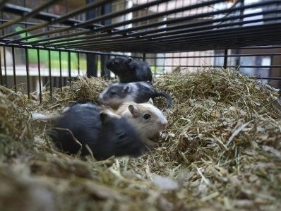 Młode Myszoskoczki.