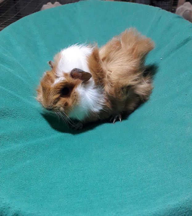 Морські свинки,  Розетка