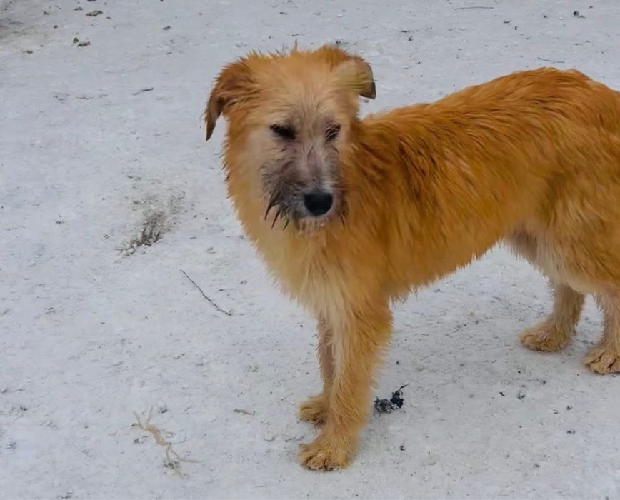 Красивая девочка Шелти стерилизована