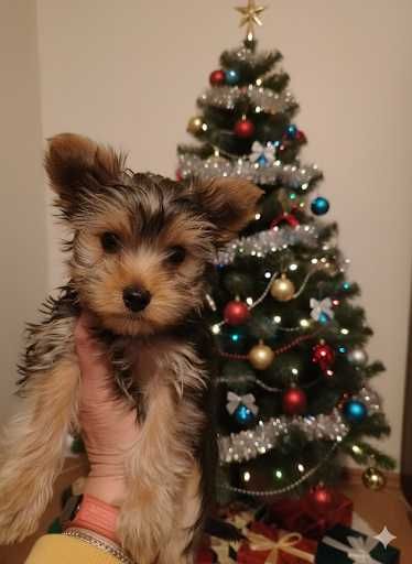 Йоркширський тер'єр