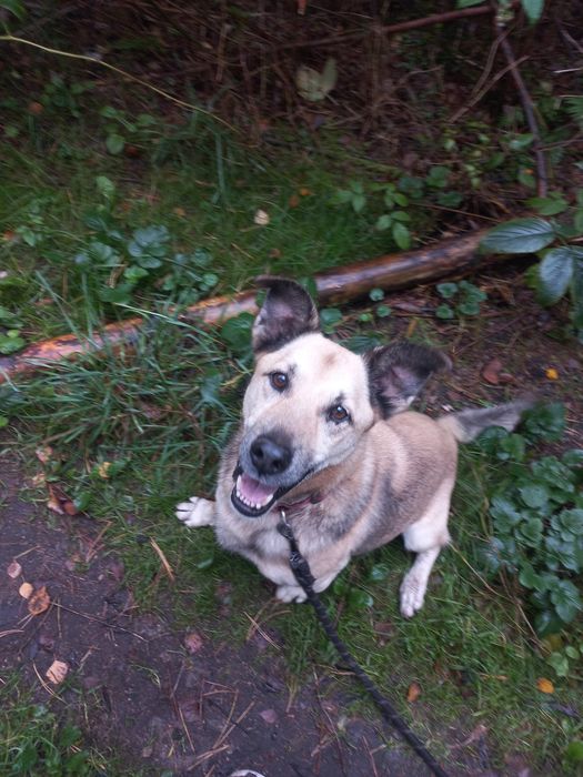 Podwórkowy pies do adopcji