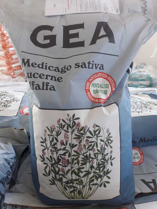 Lucerna GEA otoczkowana Wysyłka