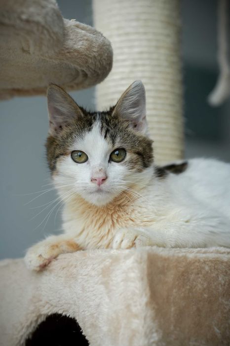 Alva - mała kotka o wielkim sercu i odwadze do adopcji!