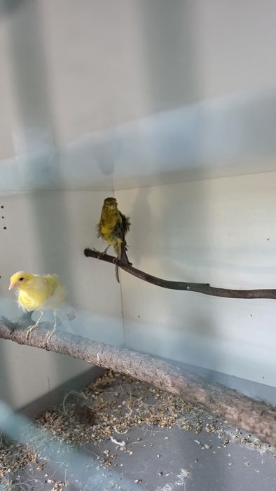 Casal de Frisados