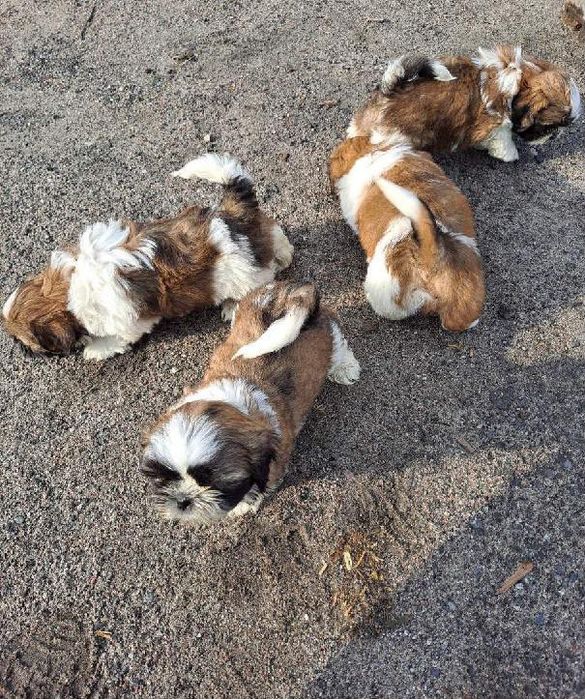 Shih  tzu maluszki do odbioru