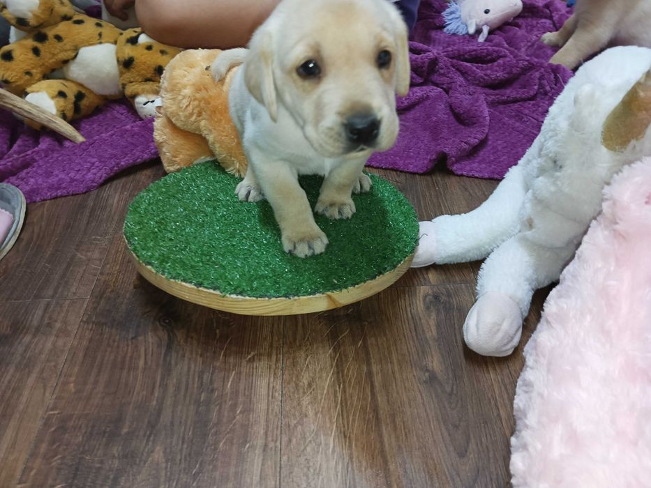 Labrador JUŻ SĄ rodzinno-domowy, badania, RTG, genetyka -ZAPOWIEDŹ mio