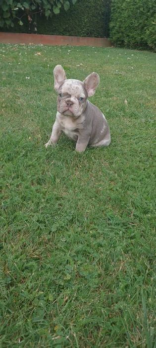 Piesek Buldog Francuski