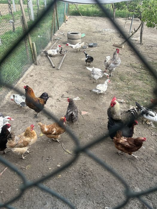 Patos Caseiros Machos e Fêmeas