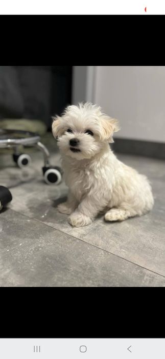 Suczka rasy maltańczyk