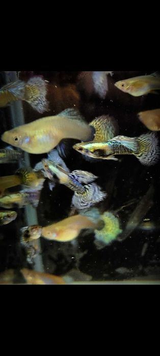 Platinum blue dragon