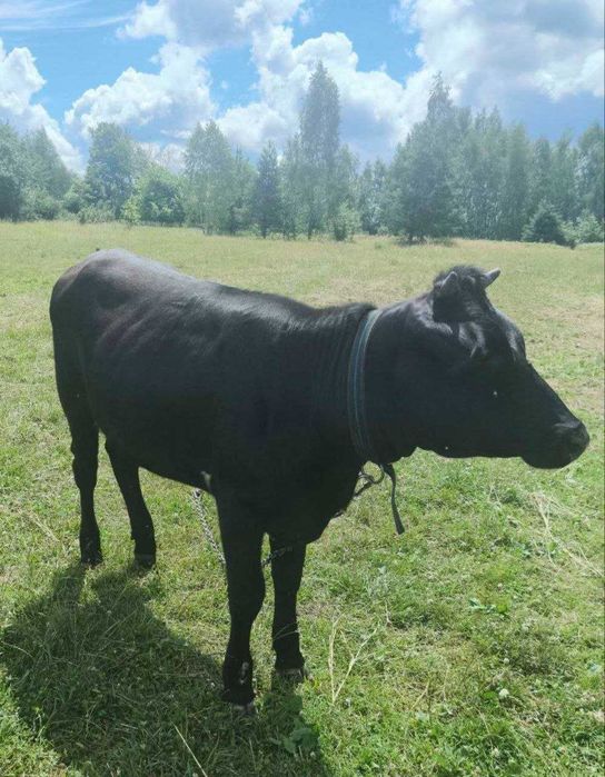 Продається молода телиця