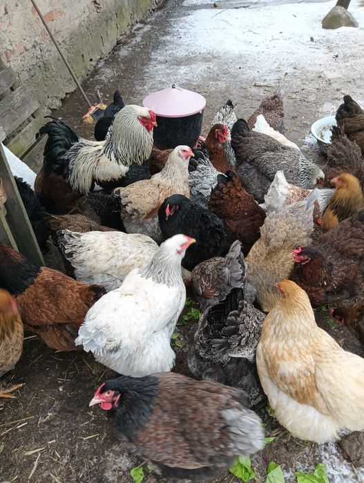 Jajka lęgowe od stada mieszanego