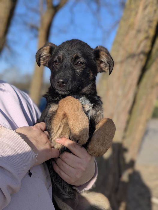 Malutka Róża szuka domu