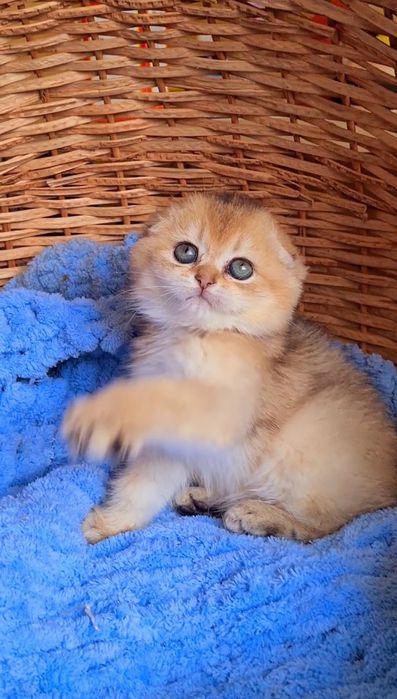 Идеальный ребёнок Девочка