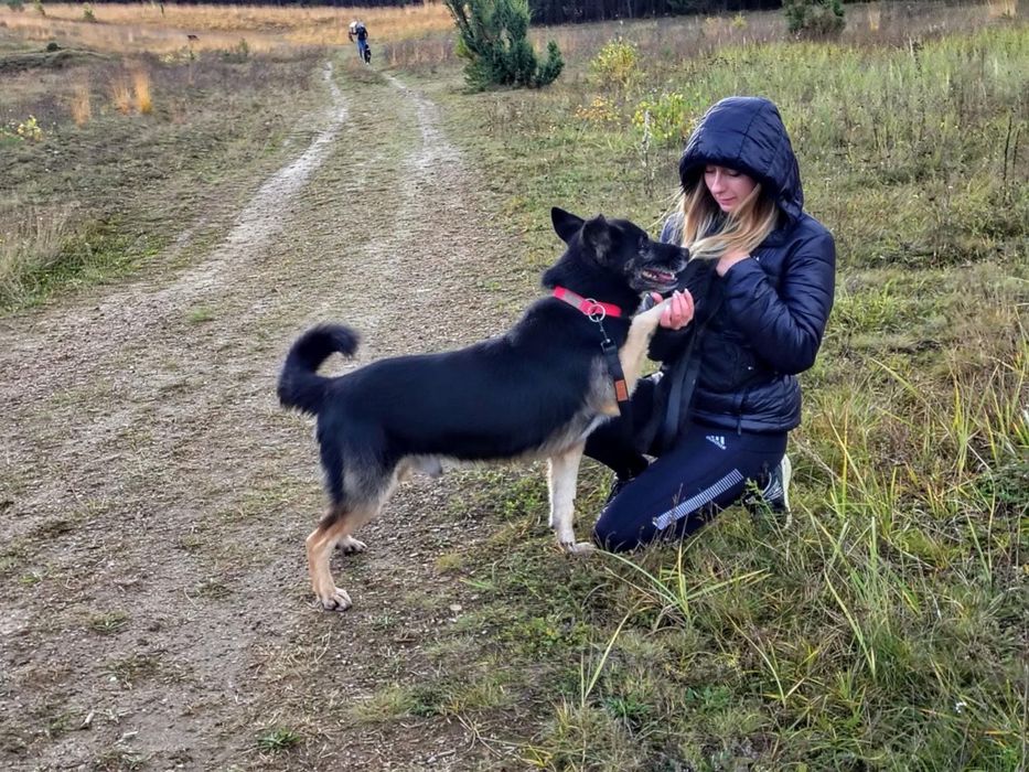 Mądry i uroczy Zandi- adoptuj niechcianego psa