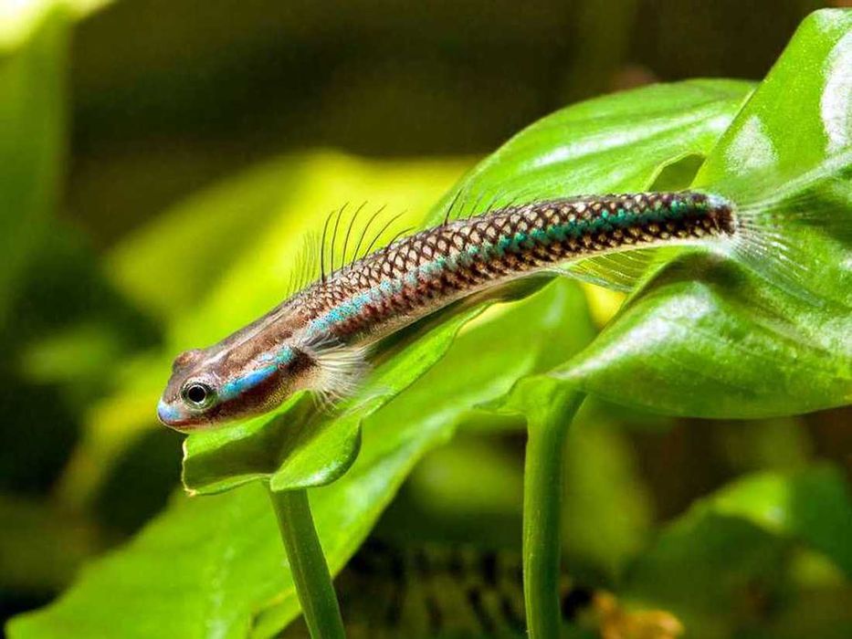 GB Babka Tęczowa - dowóz ryb!