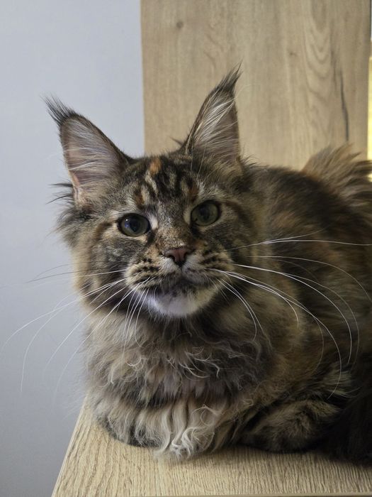 Koteczka rasy Maine Coon FPL