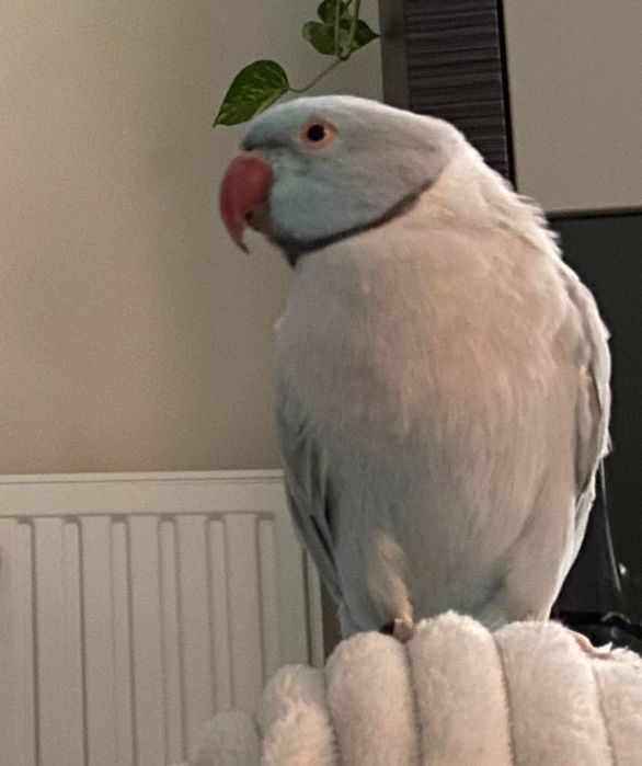 Zaginęła papuga Aleksandretta obrożna