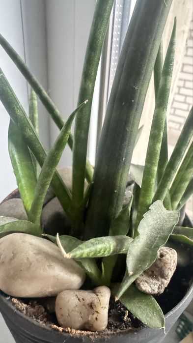 Сансевьєра Сylindrica  трубчатая