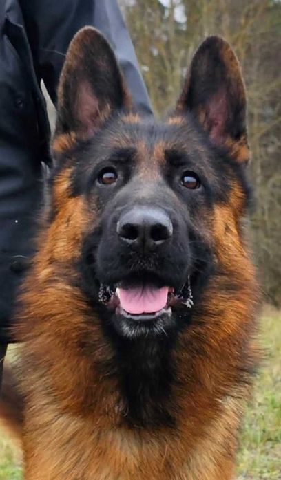 Owczarek Niemiecki wyselekcjonowana suczka długowłosa - rodowód FCI