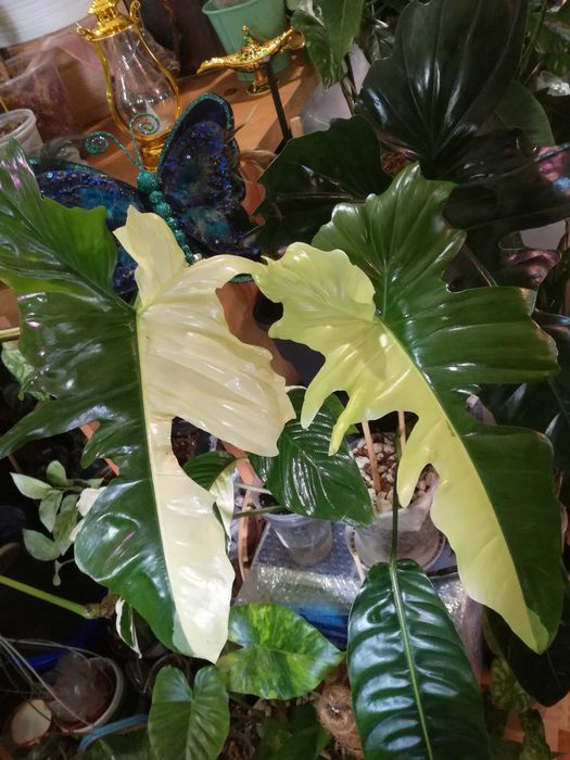 Philodendron Gold Dragon Variegata UNIKAT monstera SUPER CENA! Łodyżka