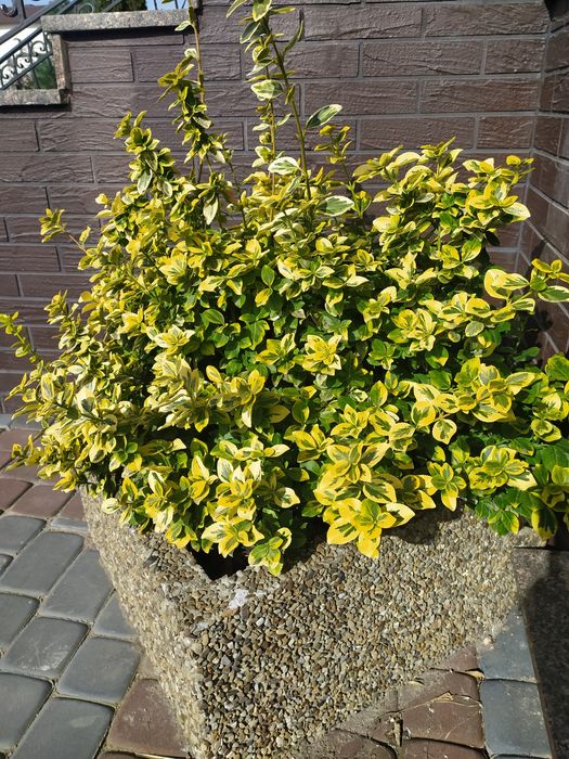 Продам бересклет для озеленення