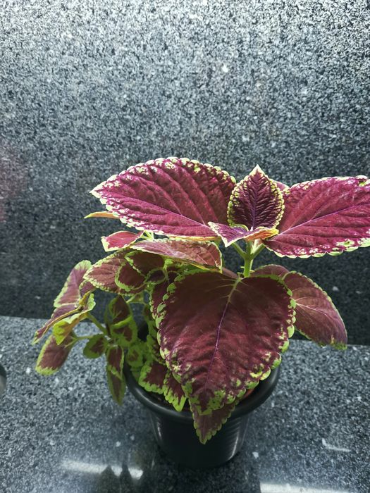 Planta viçosa cóleus - "Coração magoado"