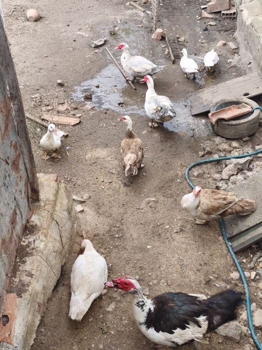 Pato mudo para venda