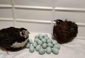 Перепелині інкубаційні яйця