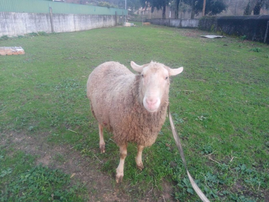 Vendo carneiro lacaune