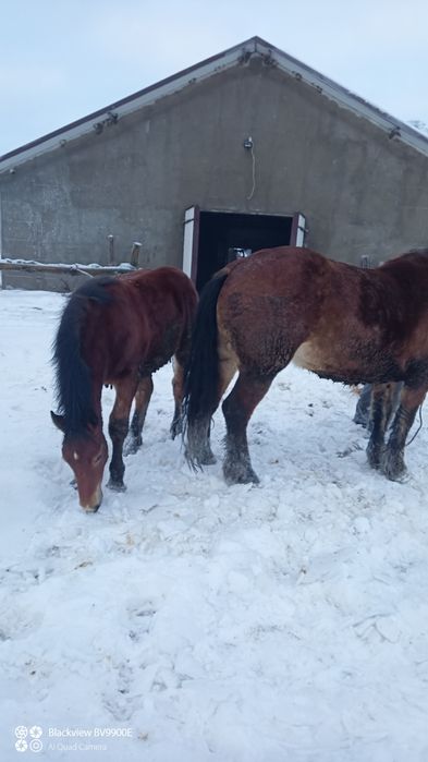 Sprzedam klacz sztumska z ogierkiem
